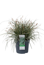 Carex Everest