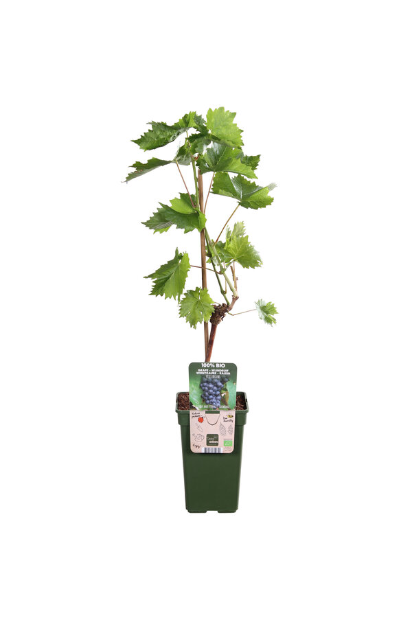 Raisin Regent
