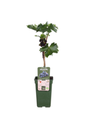 Raisin Regent