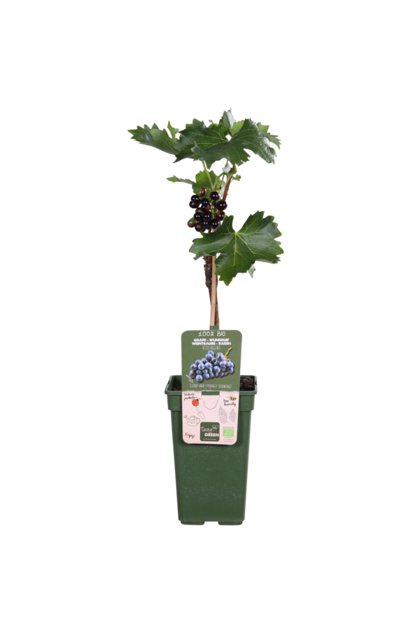Raisin Regent