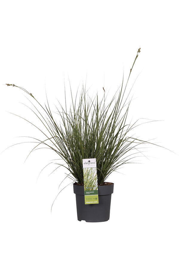 Carex Variegata