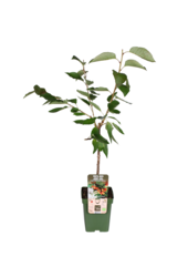 Kersenboom Bigarreau Napoleon
