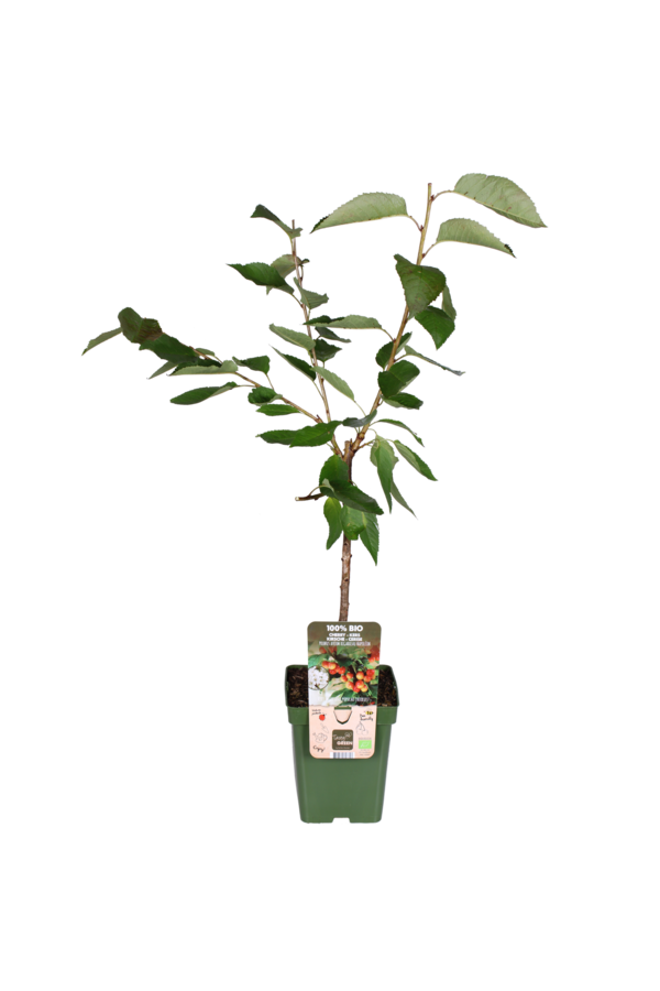 Cerisier Bigarreau Napoléon