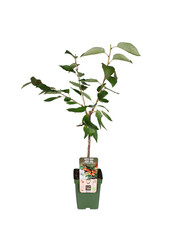 Cerisier Bigarreau Napoléon