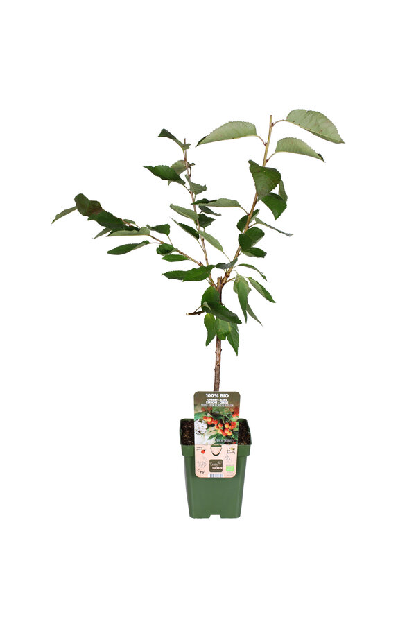 Kersenboom Bigarreau Napoleon
