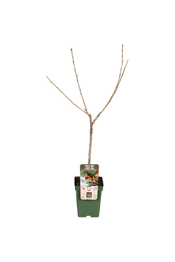 Kersenboom Bigarreau Napoleon