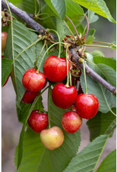 Cerisier Bigarreau Napoléon