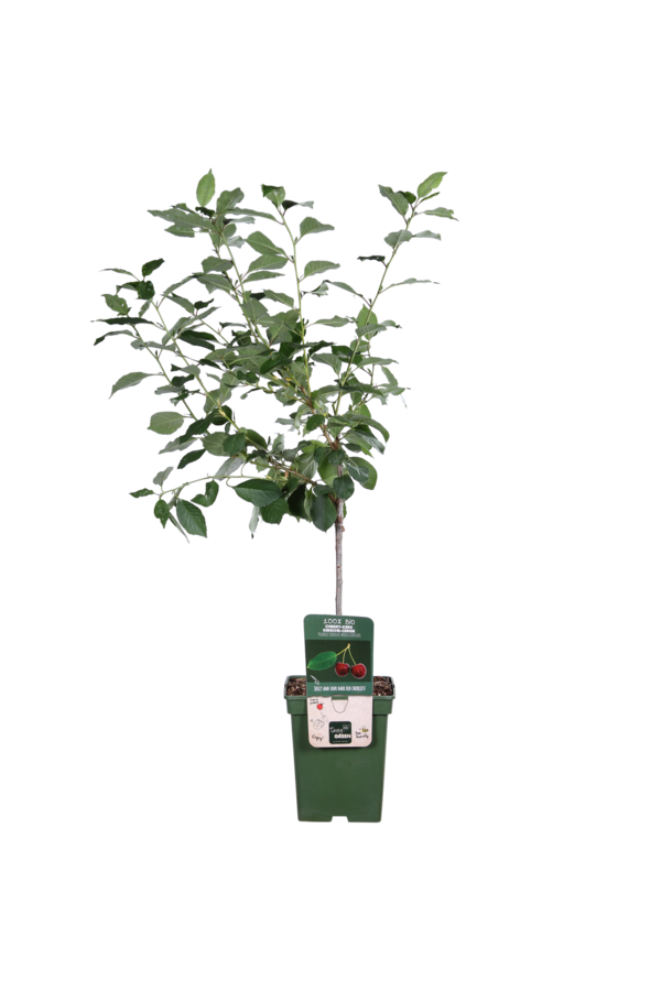 Cerisier Morellenfeuer