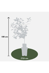 Cerisier Morellenfeuer