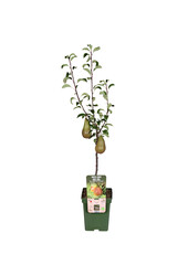 Perenboom Bonne Louise DAvranches