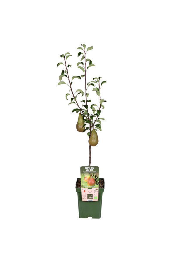 Perenboom Bonne Louise DAvranches