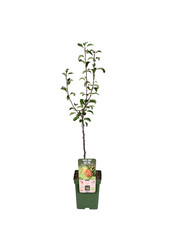 Perenboom Bonne Louise DAvranches