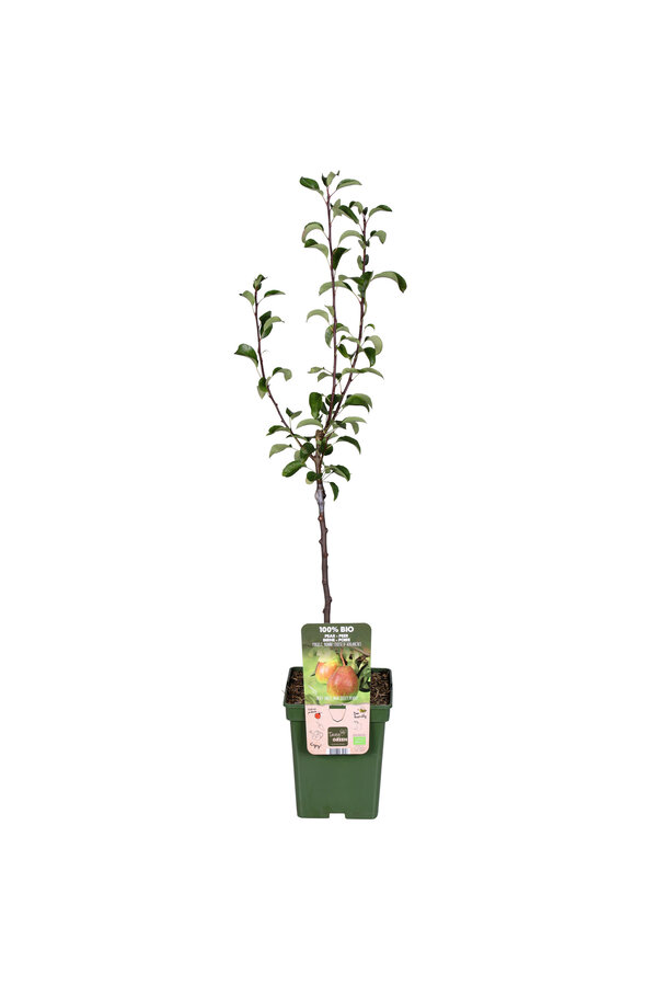 Perenboom Bonne Louise DAvranches