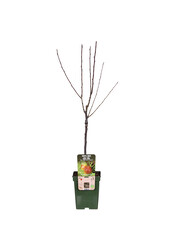 Perenboom Bonne Louise DAvranches