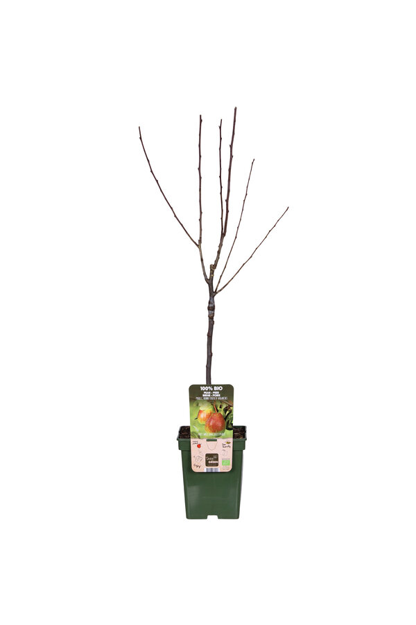 Perenboom Bonne Louise DAvranches