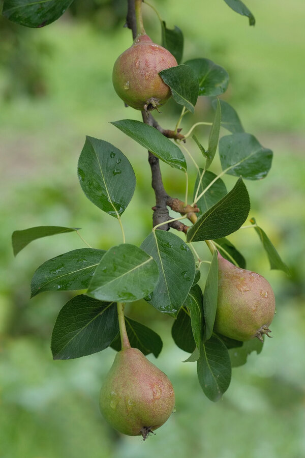 Perenboom Bonne Louise DAvranches