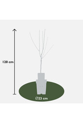 Poirier Bonne Louise DAvranches