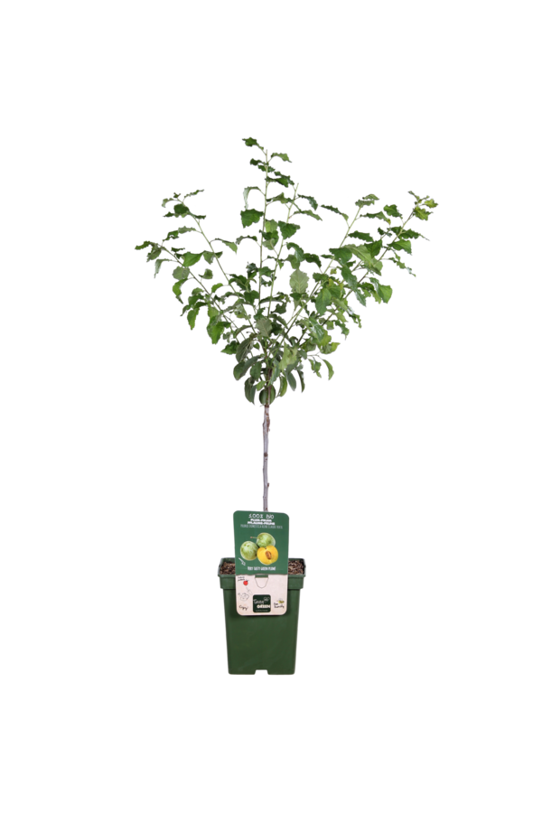 Prunier Reine-Claude Verte