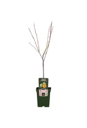 Prunier Reine-Claude Verte