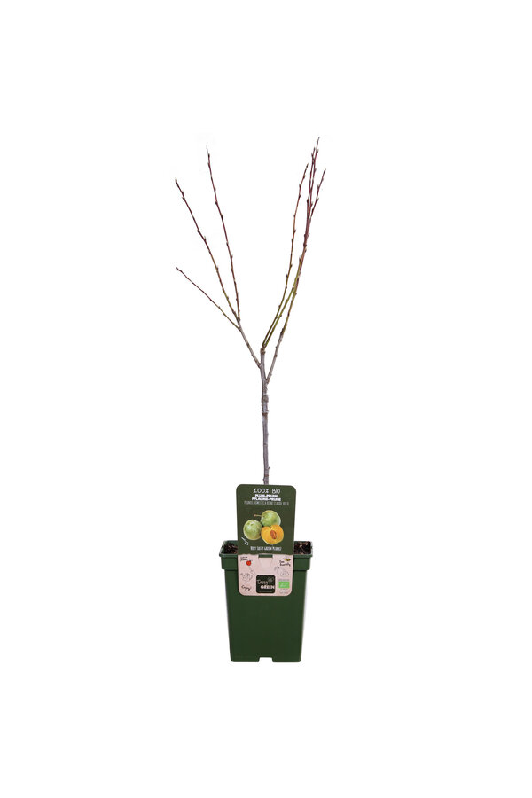 Pruimenboom Reine-Claude Vert