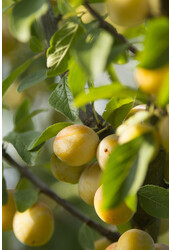 Prunier Reine-Claude Verte