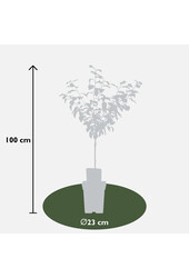 Prunier Reine-Claude Verte