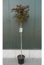 Esdoorn Acer Platanoides Crimson Sentry C10 120cm stam