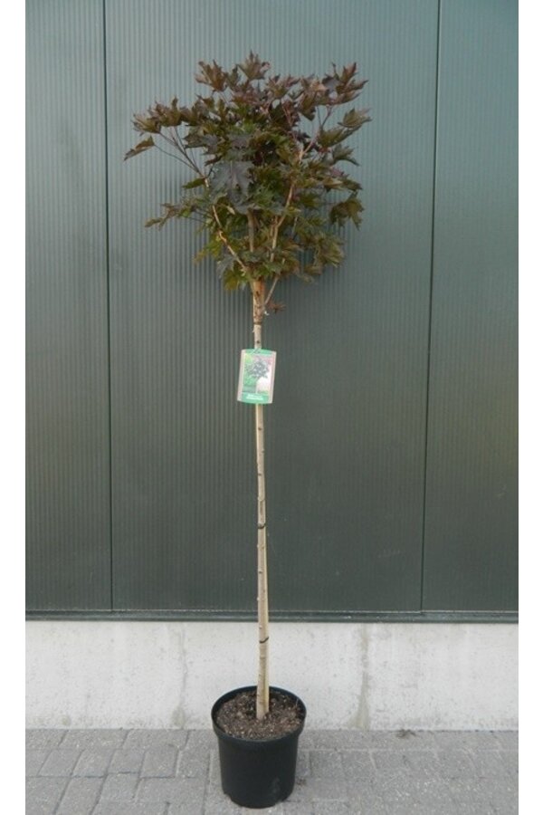 Esdoorn Acer Platanoides Crimson Sentry C10 120cm stam