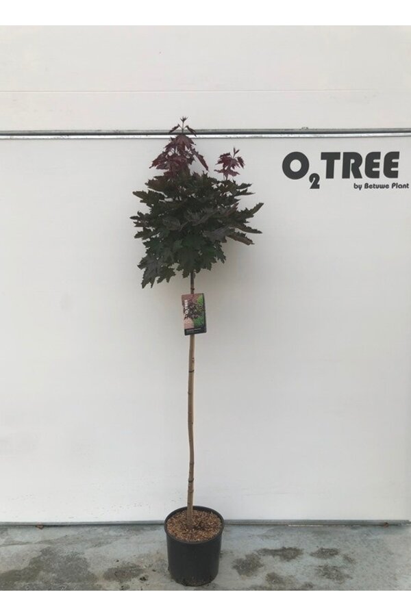 Esdoorn Acer Platanoides Crimson Sentry C10 120cm stam