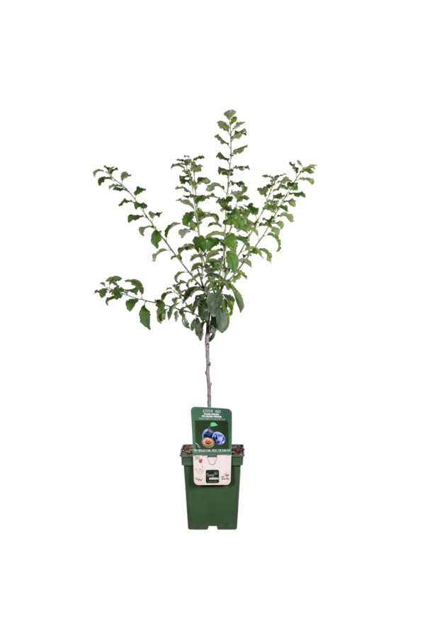 Pruimenboom Hauszwetsche