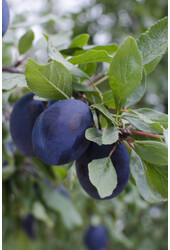 Prunier Hauszwetsche