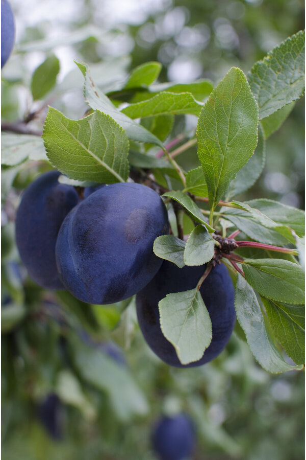 Pruimenboom Hauszwetsche