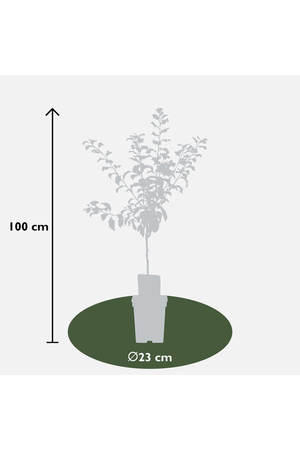 Pruimenboom Hauszwetsche