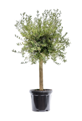 Olivier tronc épais XL