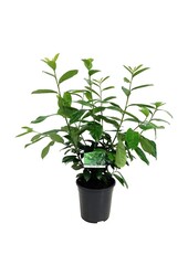 Laurier du Portugal Prunus Novita