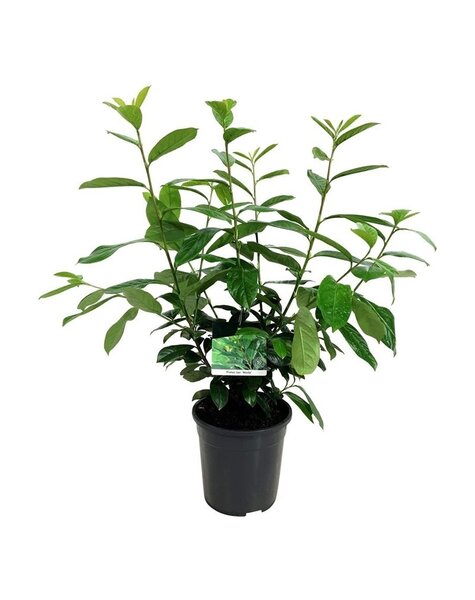 Prunus
