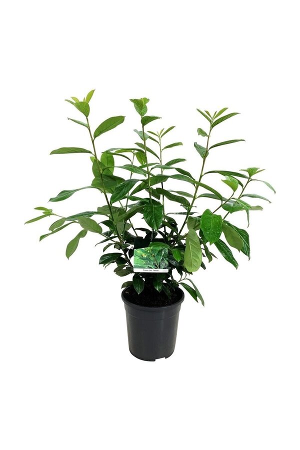 Laurier du Portugal Prunus Novita
