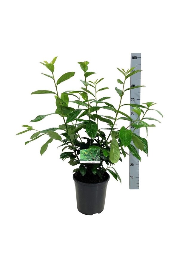 Portugese laurier Prunus Novita