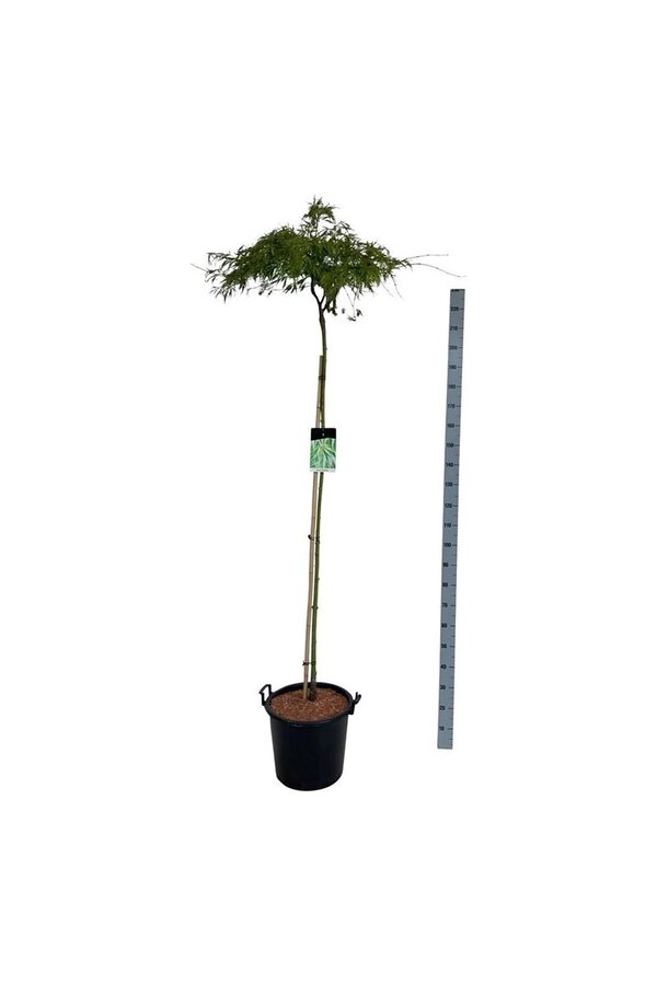 Esdoorn Acer Dissectum