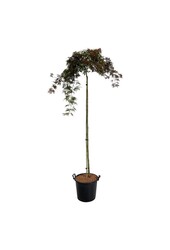 Érable Acer Orangeola