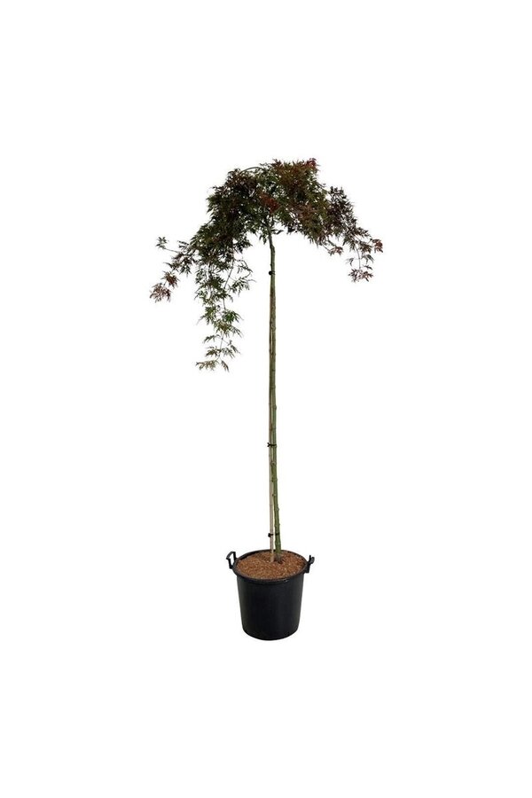Érable Acer Orangeola