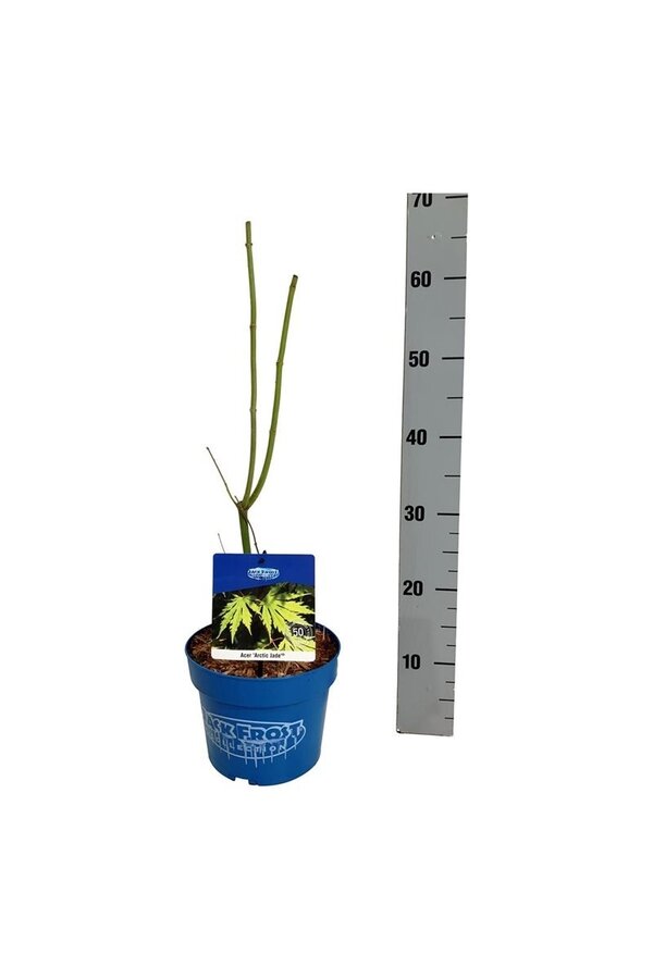 Érable Acer Arctic Jade ®
