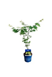 Esdoorn Acer Arctic Jade ®