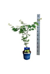 Esdoorn Acer Arctic Jade ®