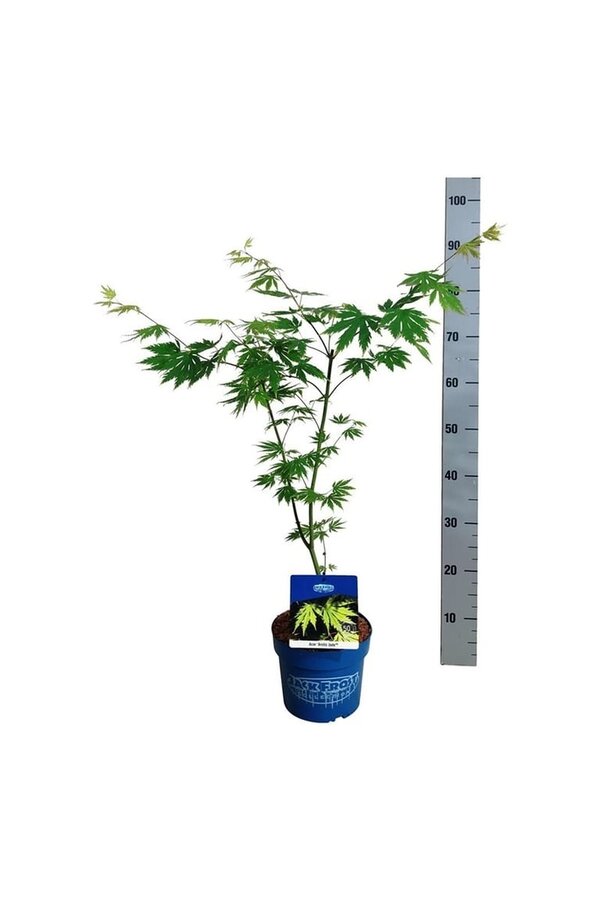 Esdoorn Acer Arctic Jade ®