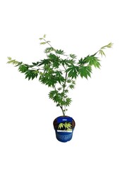 Esdoorn Acer Arctic Jade ®