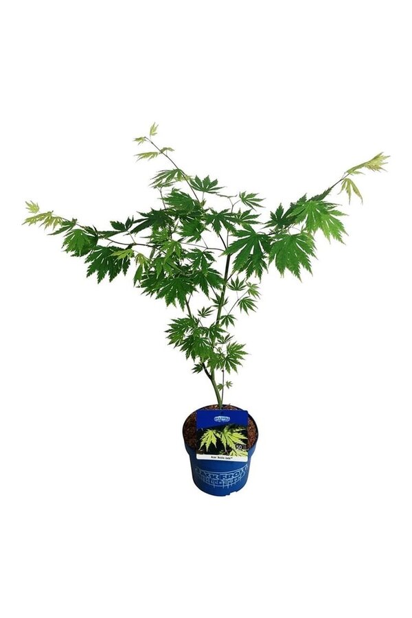 Érable Acer Arctic Jade ®