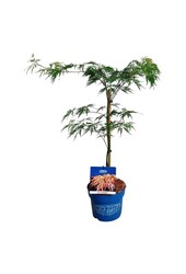 Érable Acer Ice Dragon ®