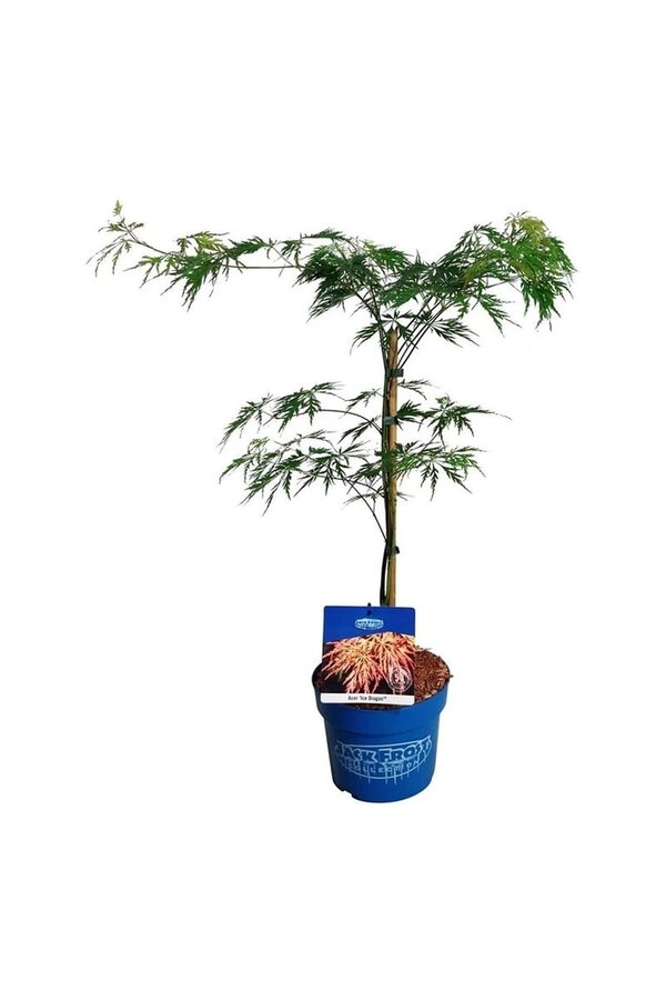 Érable Acer Ice Dragon ®