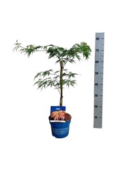 Esdoorn Acer Ice Dragon ®